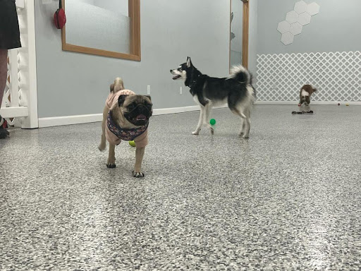 Indoor Zoomies indoor dog park - Thumbnail