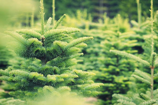 Photo de Les jardins de la Frolle à Bonnes (86300)