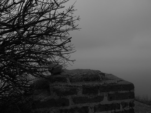 Riserva Naturale Orientata della Rocca e del Sasso - Thumbnail