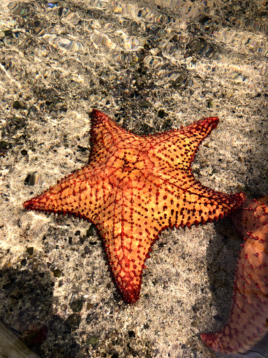 Punta Culebra Nature Center Logo