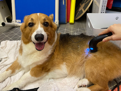 RehabVet Clinic - Physiotherapy and Hydrotherapy - Thumbnail