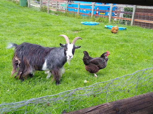 Home Farm Shop - Thumbnail