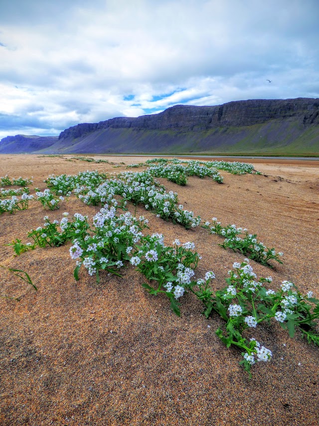Rauðasandur