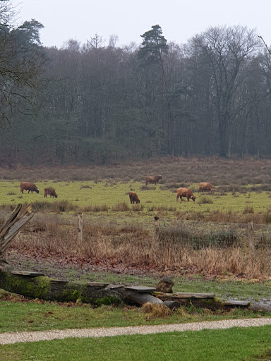 Brartsenshei (Onzalige bossen) - Thumbnail