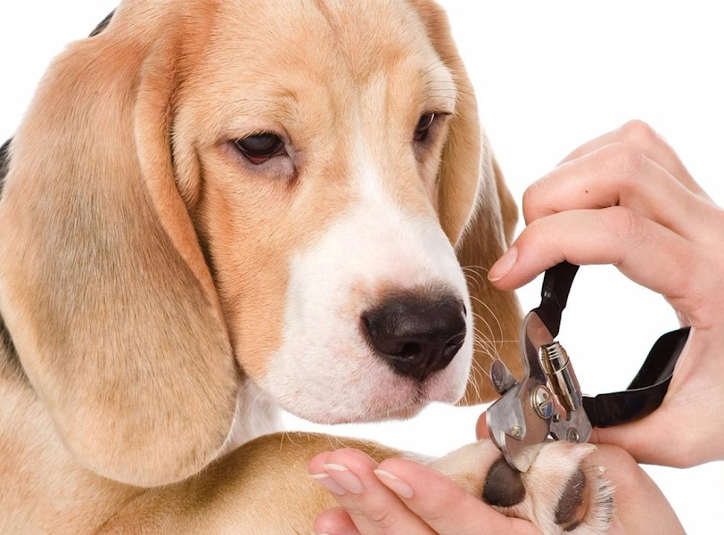 Paw 2 Paw Pet Salon & Boutique photo