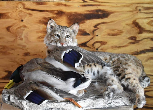 Racks and Tracks Taxidermy Gallery - United States