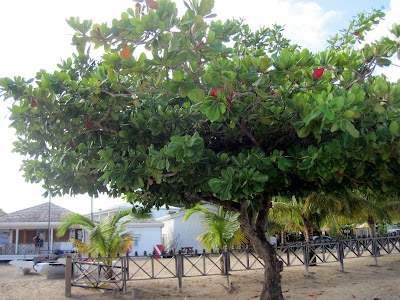 Photos of Eco Dive, Grenada Blue