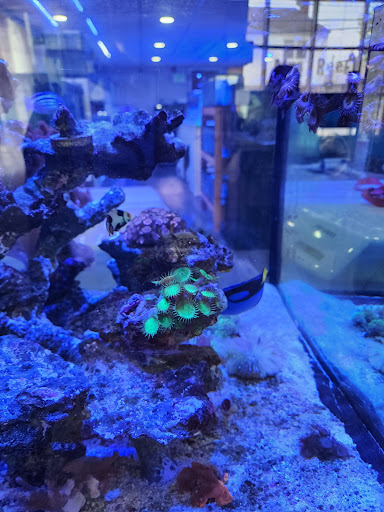 Mini Reef - Visual