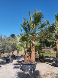 Photo n°25 de Pepiniere Faure à Grisolles (Paysagiste)
