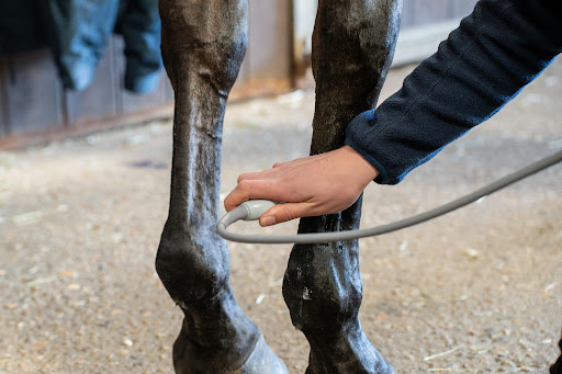 Kings Bounty Equine Practice - United Kingdom