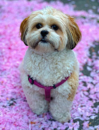 Photo n°14 de La Casa des Lhassas à Balanod (Éleveur de chiens)