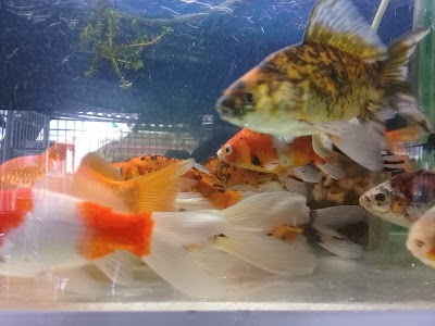 Photos of Veterinary Aquariums & Pet