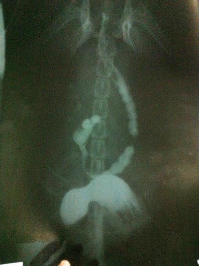 Photos of Bali Veterinary Clinic Pererenan