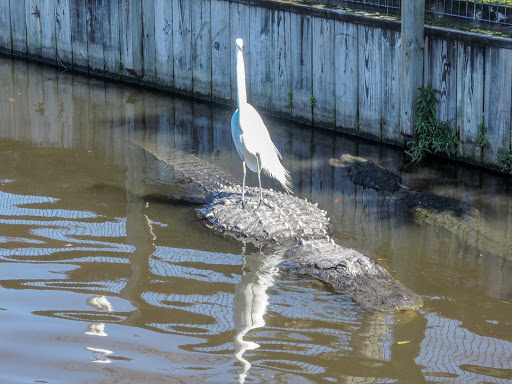 Flamingo Island - Thumbnail