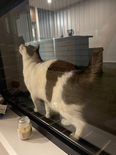 SecureaKat - Thumbnail