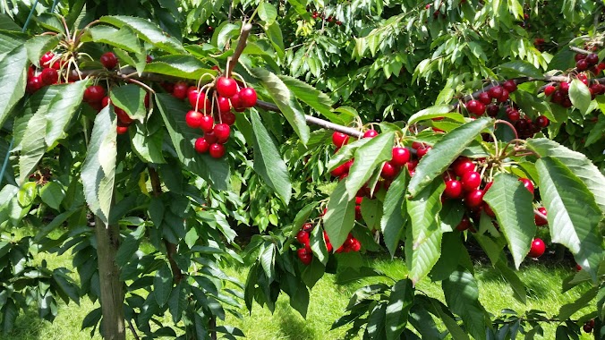 Strawberry pluck in garden, Author: emi cheung