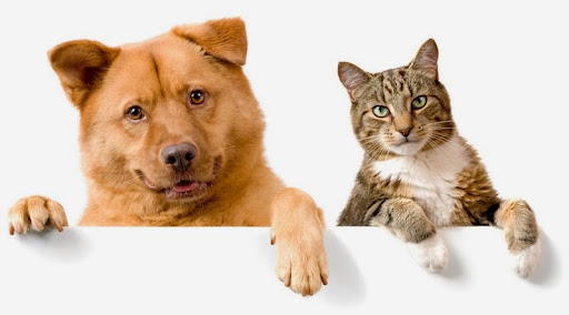 Clínica Veterinaria Spatitas