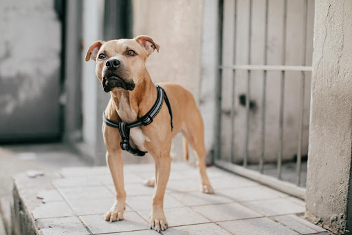 Biscayne Animal Hospital Gallery - United States