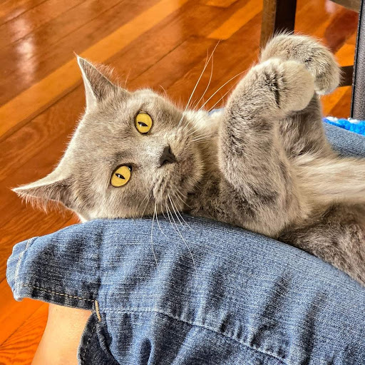 Heartland Pet Connection - United States