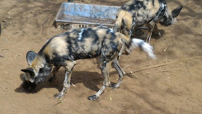 Photos of Ann van Dyk Cheetah Centre