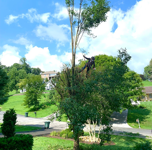 NICOLAS TREE SERVICE - Thumbnail