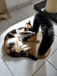 Photo n°10 de V. A.'Cats Tranquilles (pension pour chats - garde de chats) à Guînes (Garde d'animaux de compagnie)