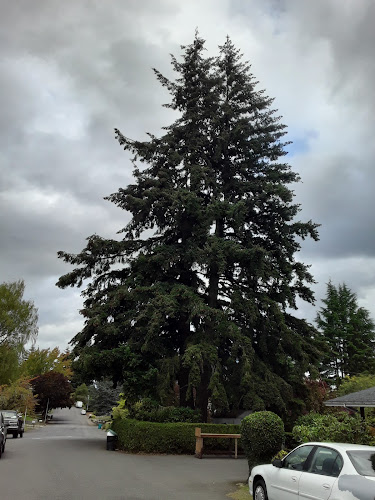 Roots to Branches Tree Care, LLC