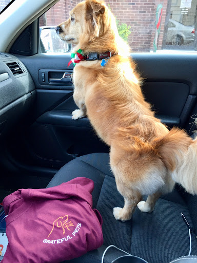 Grateful Pets - Visual