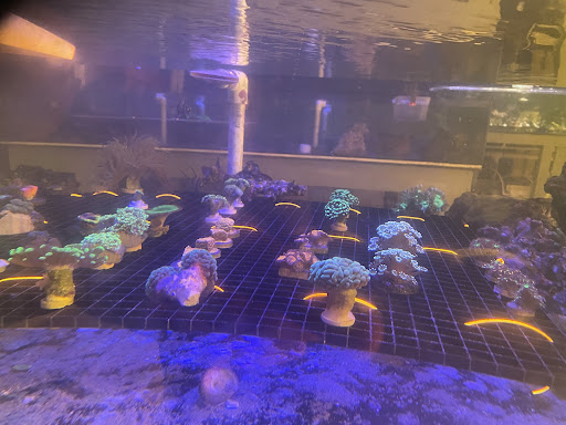 PNC Fish and More