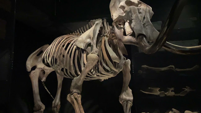 Naturalis Biodiversity Center - Museum