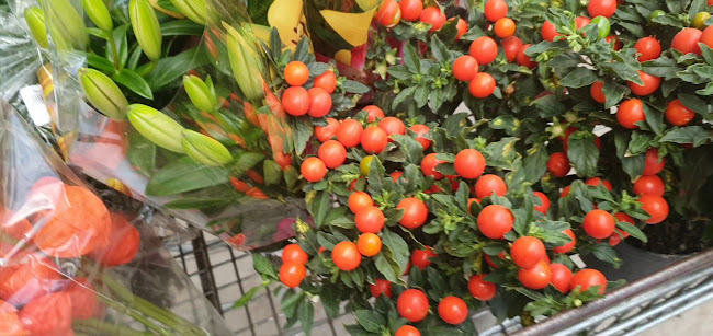 Beoordelingen van De Plantenhal Rhoon in Rhoon - Bloemist