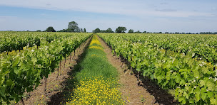 Photo n°2 de Vignoble de Rochanvigne à Vieillevigne (Vignoble)