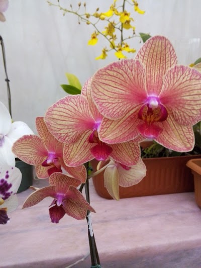 Photos of Floricultura FlorAlem