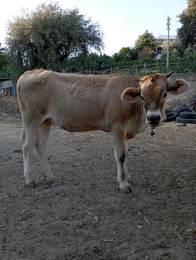Bodrum Jersey Çiftliği