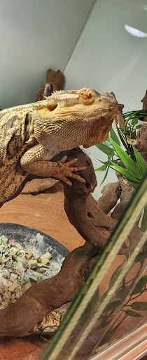 Reptilia - Thumbnail