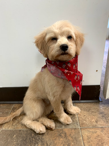 Good Boy Grooming by Leigh - Thumbnail