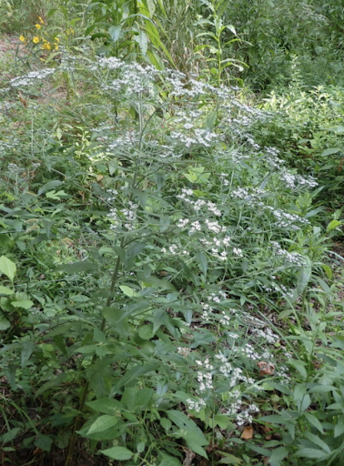 Norwood Park Meadow - Thumbnail