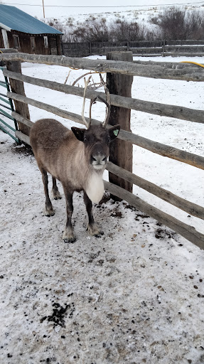 Colorado Reindeer Ranch - Thumbnail