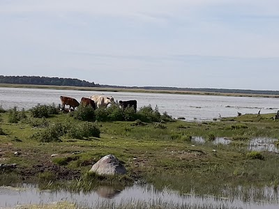 Photos of Lake Engure