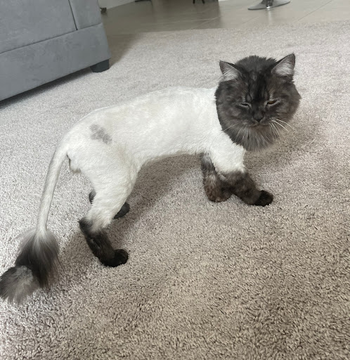 Pooch N Purr Gallery - United States