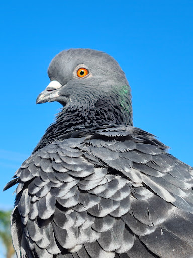 Parakeela Grove Reserve - Thumbnail