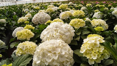 Photos of Flora Delight LTD