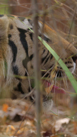 Tree House Hideaway - Bandhavgarh National Park by null