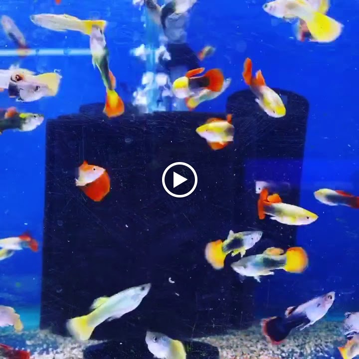 The Fish Den Aquatics Ltd photo 2