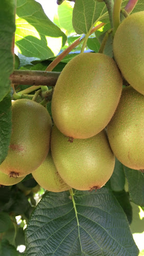 katikati kiwifruit cottage Open Times