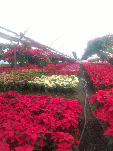 Vivero Lomas, mantenimiento y jardinería - Thumbnail