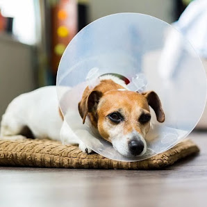 Fotografía de CANINOS Y FELINOS CENTRO VETERINARIO Todas
