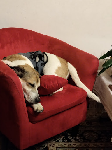 Ambulatorio Veterinario M. Benvenuti - Thumbnail