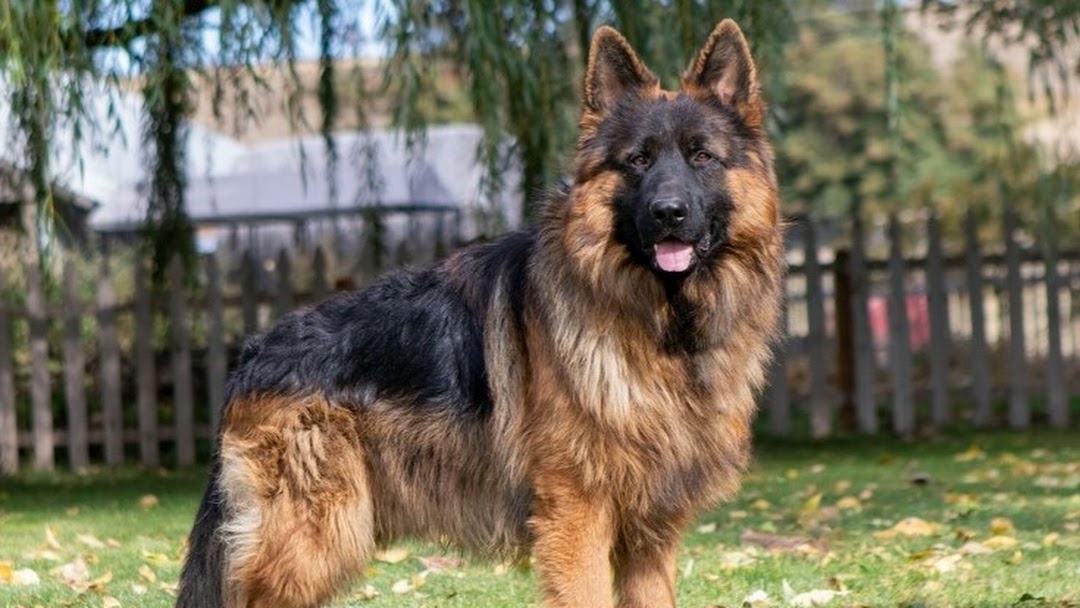 Silver sales king shepherd