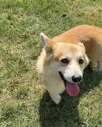 Photo n°22 de Elevage au margail (welsh corgi Pembroke & berger américain, ventes de chatons maine coon et ragdoll) à Saint-Élix-Theux (Éleveur de chiens)